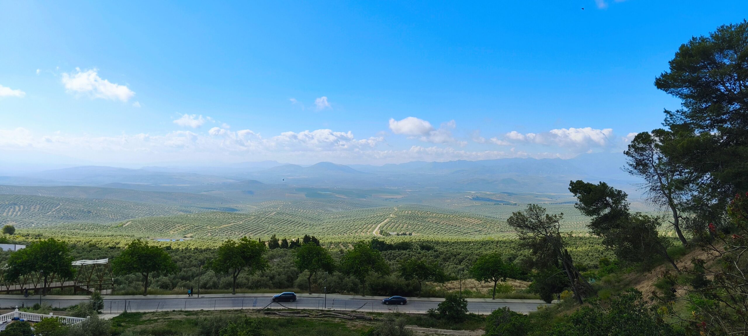 Panorámica del mar de olivos desde Úbeda